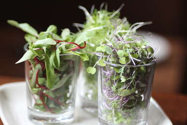 Microgreen flight at Bluestem Bar & Table in Minneapolis