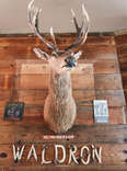 Deer at Waldron Lodge, Dallas TX