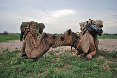 Adventure Travel Agency's India camel safari