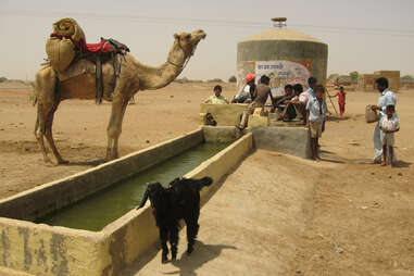Adventure Travel Agency's India camel safari