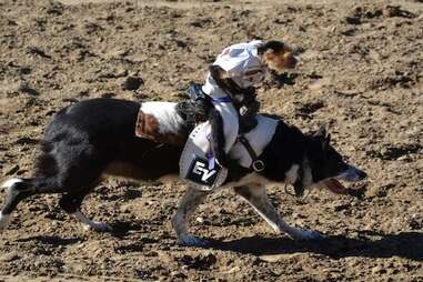 Angola Prison Rodeo