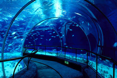 Shanghai Ocean Aquarium, Shanghai, China