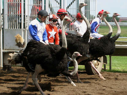Ostrich racing