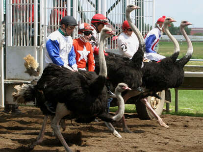 Ostrich Racing Rooks County Places to Visit in the Twin Cities - Travel Guide to Entertain Visitors ...