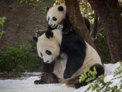 giant pandas san diego zoo