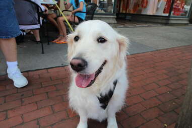 Sierra, dog of the Hamptons