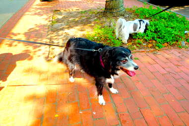 Sami, dog of the Hamptons