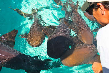 Swimming nurse sharks