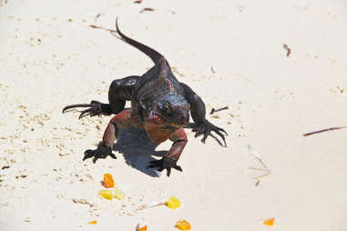 Bitter Guana Cay - Exuma