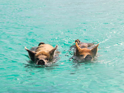 Big Major Cay - Pig Beach