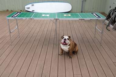Pancho, dog of the Hamptons