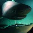 Deep submarine shark diving adventure in Roatan, Honduras