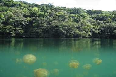 Go snorkeling in Jellyfish Lake in Palau, Indonesia