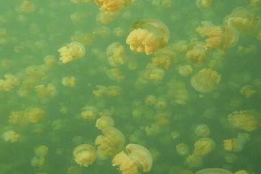 Go snorkeling in Jellyfish Lake in Palau, Indonesia