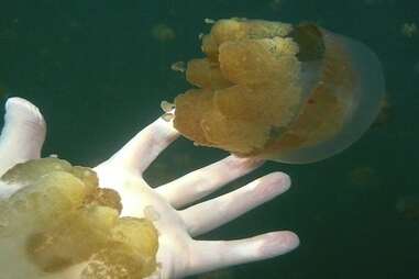 Go snorkeling in Jellyfish Lake in Palau, Indonesia