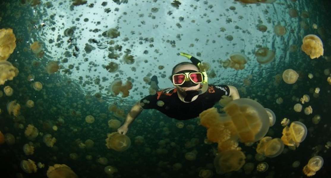 Jellyfish Lake Swim with Millions of Jellyfish in a Lake Located on