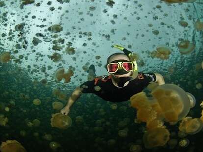 Go snorkeling in Jellyfish Lake in Palau, Indonesia