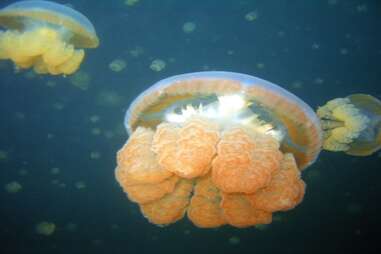 Go snorkeling in Jellyfish Lake in Palau, Indonesia