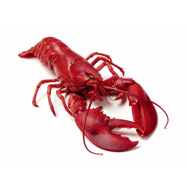 Lobster Rock - Eat - Thrillist Chicago