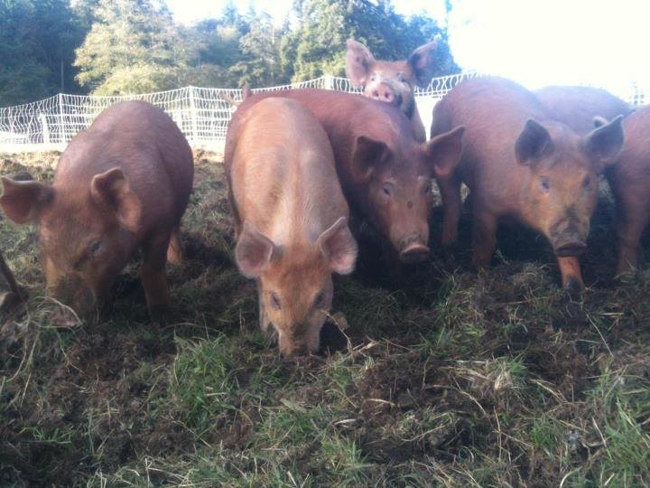 Hitchcock's Spanish Pig Roast & Paella Dinner Eat Thrillist Seattle