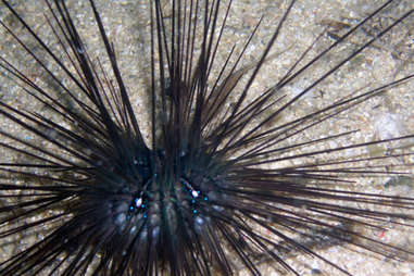 Sea Urchin. 