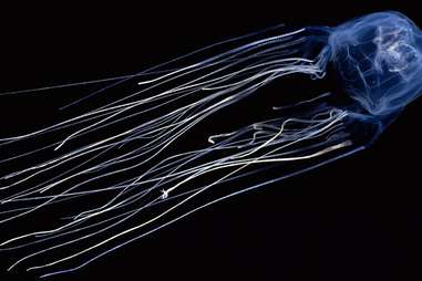 box jellyfish