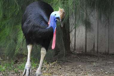 cassowary