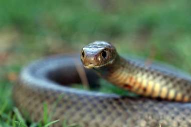 eastern brown snake