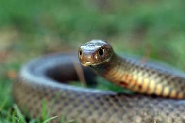 eastern brown snake 