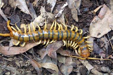 Things In Australia That Will Kill You Animals That Will Try To Kill You Thrillist Nation