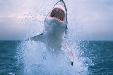 great white shark jumping