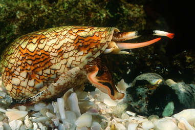 cone snail doing something gross