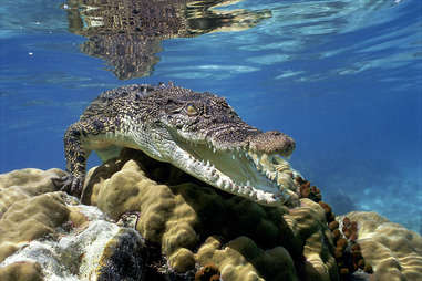 saltwater crocodile 