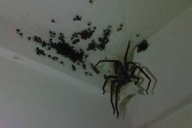 Things In Australia That Will Kill You Animals That Will Try To Kill You Thrillist Nation