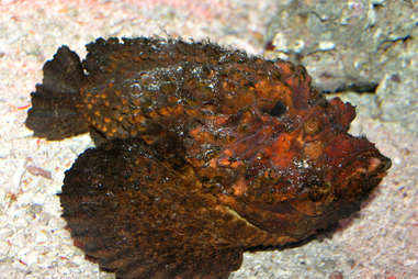 mean stonefish