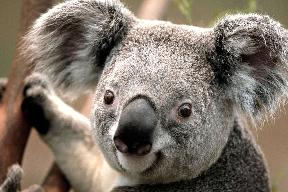 Deadly Australian drop bears are much more abundant than