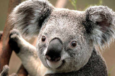 koala being awesome