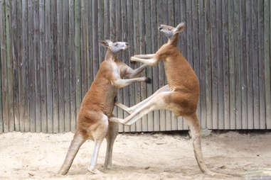 kangaroos boxing