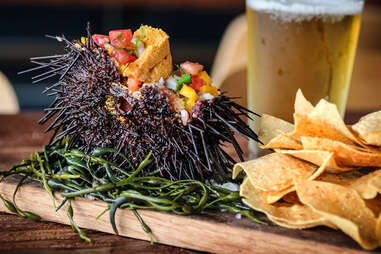 sea urchin campechana spike africas san diego