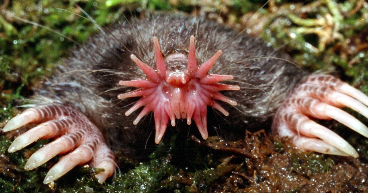 The ugliest animals in the world