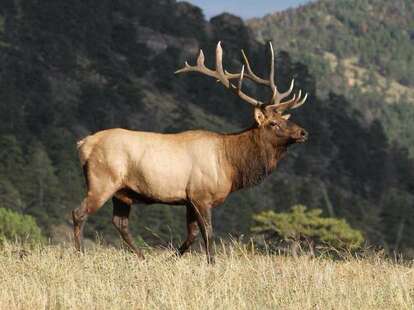 The Estes Park 'Tail'gate Package - Access to Elk Mating Season / 