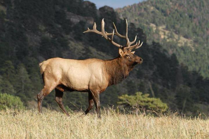 The Estes Park 'tail'gate Package - Access To Elk Mating Season   