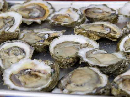 Numerous oysters