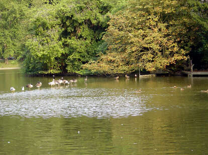 Water with geese and trees